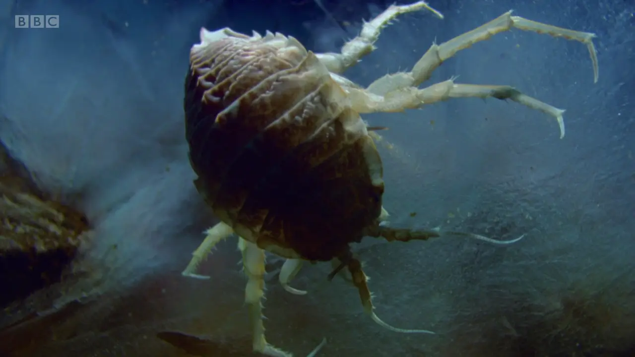 Giant Antarctic isopod (Glyptonotus antarcticus) as shown in Frozen Planet - To the Ends of the Earth